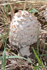 Coprinus comatus image