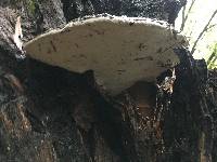 Ganoderma brownii image