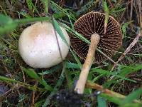 Agrocybe pediades image