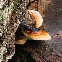 Fomitopsis pinicola image