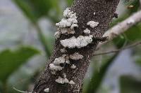 Schizophyllum commune image