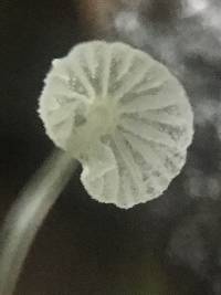 Mycena adscendens image