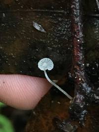 Mycena adscendens image