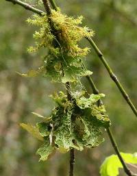 Lobaria pulmonaria image