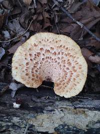 Polyporus squamosus image