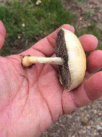 Agrocybe pediades image