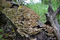 Trametes versicolor image