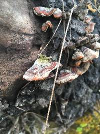 Trametes versicolor image