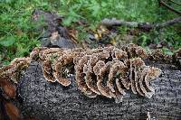 Trametes versicolor image