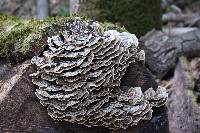 Trametes versicolor image