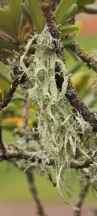 Ramalina subleptocarpha image