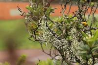 Ramalina subleptocarpha image