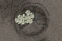 Flavoparmelia caperata image