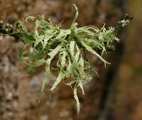 Ramalina farinacea image