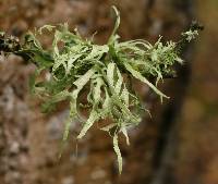 Ramalina farinacea image