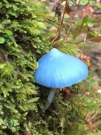 Entoloma hochstetteri image