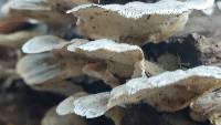 Trametes versicolor image