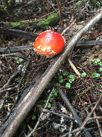 Amanita muscaria image