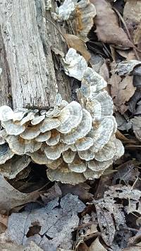 Trametes versicolor image