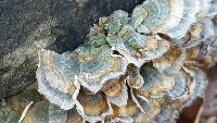 Trametes versicolor image