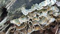 Trametes versicolor image