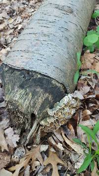 Trametes versicolor image