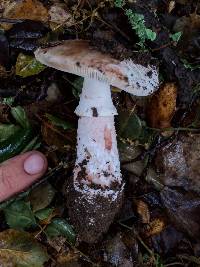 Amanita novinupta image