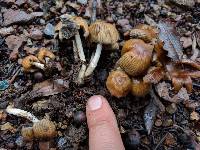 Coprinellus micaceus image