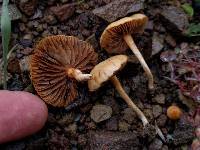 Agrocybe pediades image