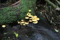 Pholiota aurivella image