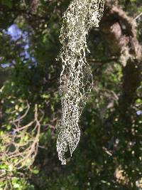 Ramalina menziesii image