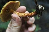 Pholiota aurivella image