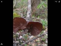 Auricularia auricula-judae image