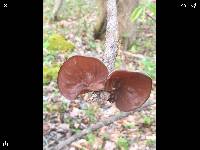 Auricularia auricula-judae image