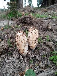 Coprinus comatus image