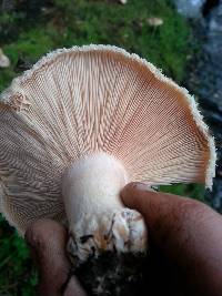 Lactarius pubescens image