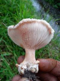 Lactarius pubescens image