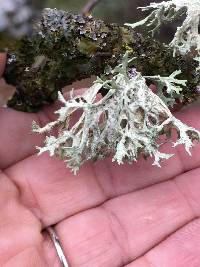 Evernia prunastri image