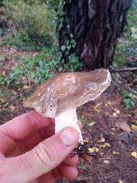 Suillus subacerbus image