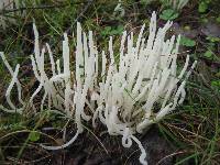 Clavaria alboglobospora image