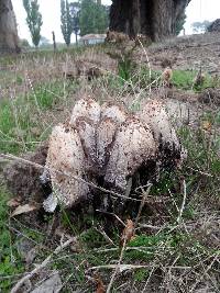 Coprinus comatus image