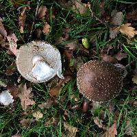 Amanita excelsa image