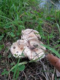 Lactarius pubescens image