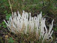 Clavaria alboglobospora image