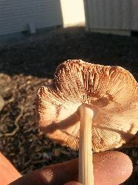 Volvariella gloiocephala image