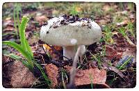 Russula grisea image