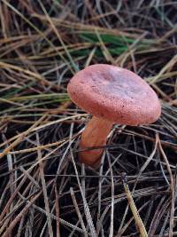 Lactarius rufus image