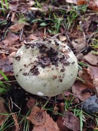 Russula grisea image