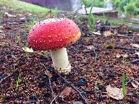 Amanita muscaria image