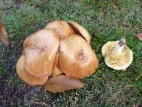 Suillus granulatus image